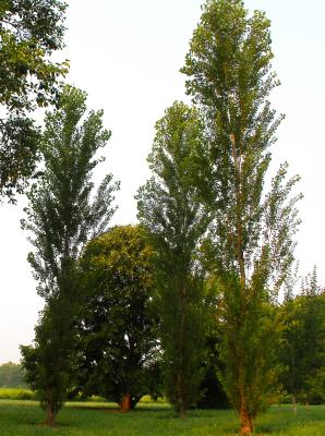 Populus nigra var. thevestina (Dode) Bean (upright black poplar), form