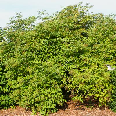 Sambucus nigra L. (European elderberry), form