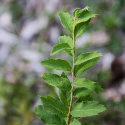 Spiraea media F. Schmidt (Oriental spirea), leaves