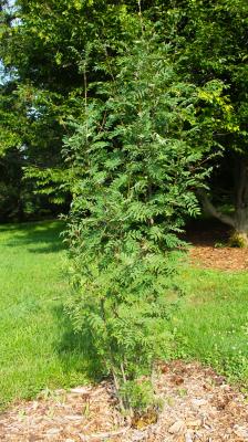 Sorbus aucuparia L. (European mountain-ash), form