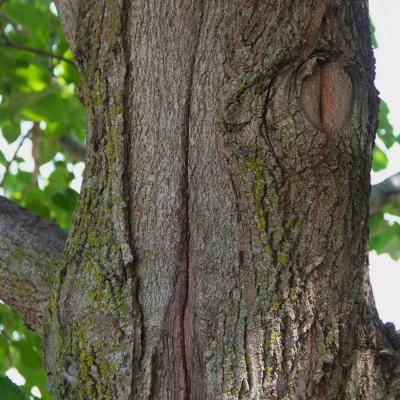 Tilia americana ‘McKSentry’ (AMERICAN SENTRY® American basswood), bark
