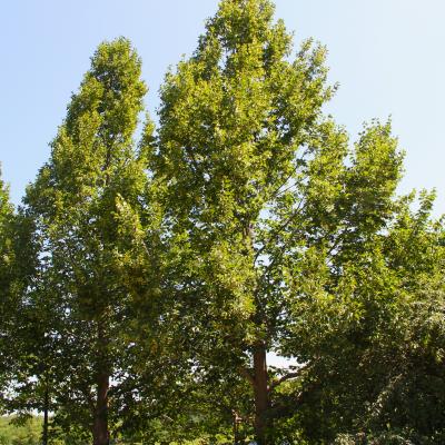 Tilia americana ‘McKSentry’ (AMERICAN SENTRY® American basswood), form