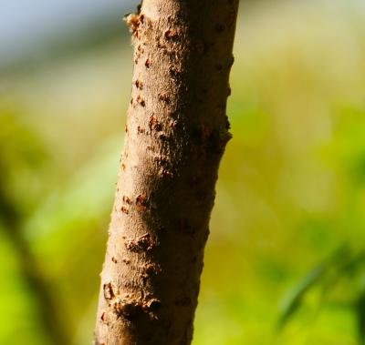Rhus typhina L. (staghorn sumac), bark