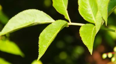 Sambucus nigra L. (European elderberry), leaves