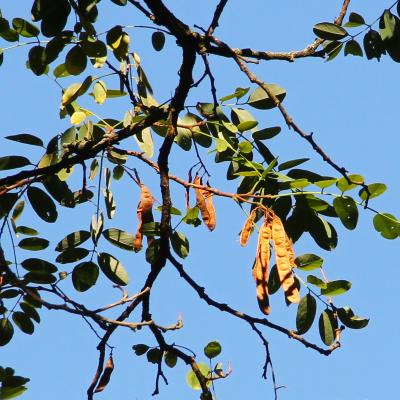 Robinia pseudoacacia L. (black locust), fruit