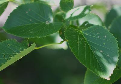 Tilia americana ‘McKSentry’ (AMERICAN SENTRY® American basswood), leaves