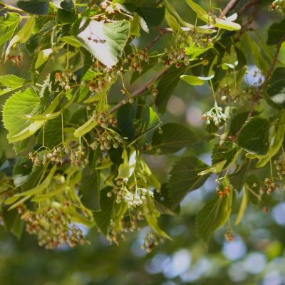 Tilia americana ‘McKSentry’ (AMERICAN SENTRY® American basswood), fruit