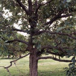 Quercus aliena (oriental white oak), trunk and branches 