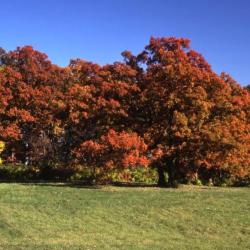 Quercus alba (white oak), habit, fall