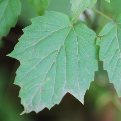 Viburnum acerifolium L. (maple-leaved viburnum), leaf