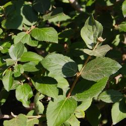 Viburnum x carlcephalum Burkwood (fragrant snowball), leaves