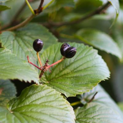 Viburnum molle Michx. (Kentucky viburnum), fruit