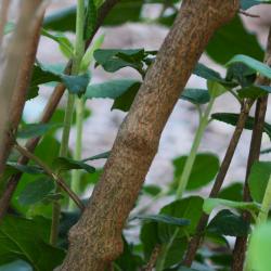 Viburnum lantana L. (wayfaring tree), bark