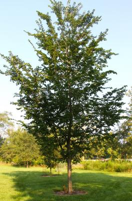Ulmus davidiana var. japonica 'Prospector' (Prospector Japanese elm), form