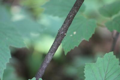 Viburnum acerifolium L. (maple-leaved viburnum), bark