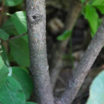 Viburnum carlesii (Korean spice viburnum), bark