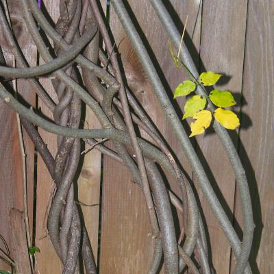 Wisteria frutescens (L.) Poir. (American wisteria), bark