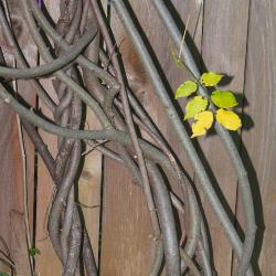 Wisteria frutescens (L.) Poir. (American wisteria), bark