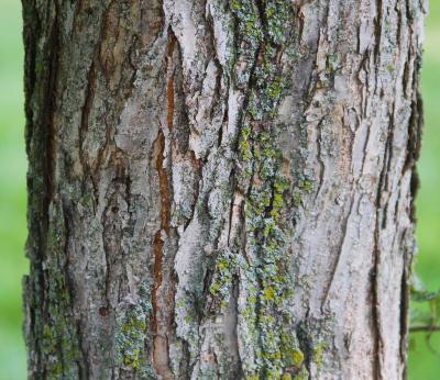Ulmus davidiana var. japonica 'Prospector' (Prospector Japanese elm), bark