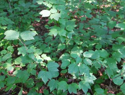 Viburnum acerifolium L. (maple-leaved viburnum), form