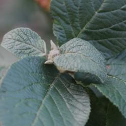 Viburnum lantana L. (wayfaring tree), leaves