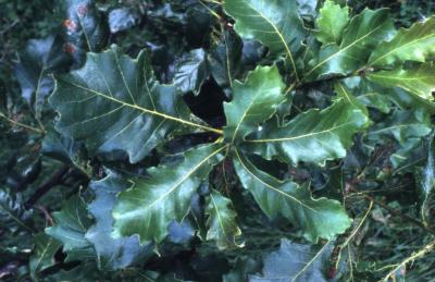 Quercus bicolor (swamp white oak), leaves