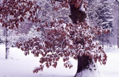 Quercus alba (white oak), trunk base with brown leaves in snow