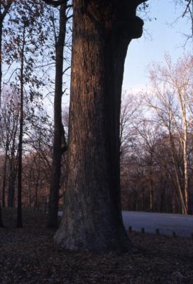 Quercus alba (white oak), tall trunk near road