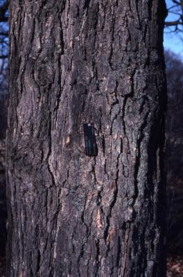 Quercus bicolor (swamp white oak), bark detail with plant label