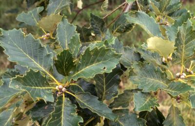 Quercus aliena (oriental white oak), acorns and diseased leaves detail
