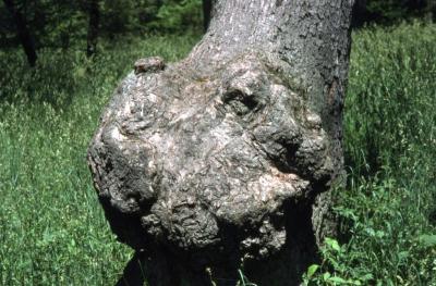 Quercus alba (white oak), gall near trunk base detail