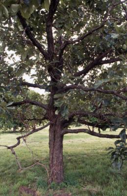 Quercus aliena (oriental white oak), trunk and branches 