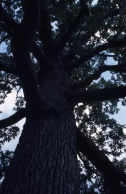 Quercus alba (white oak), trunk and branches