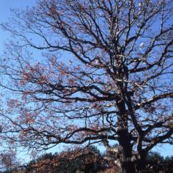 Quercus alba (white oak), habit, spring
