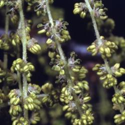 Quercus bicolor (swamp white oak), male flowers detail