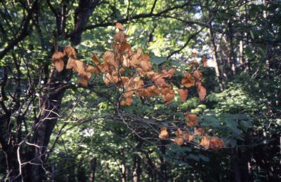 Flag (dying branch) on redbud (Cercis canadensis) caused by Botryosphaeria