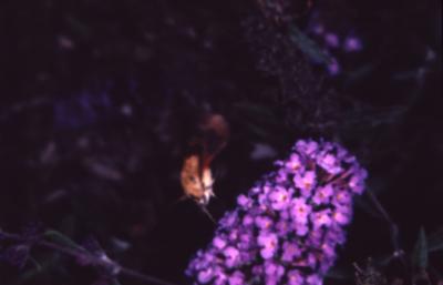 Hummingbird moth on Buddleia