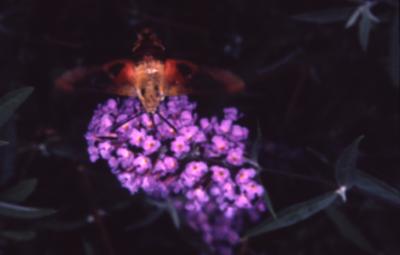 Hummingbird moth on Buddleia 