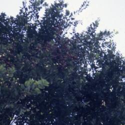 Dying twigs of elm tree caused by Dutch elm disease
