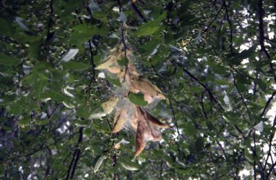 Fall webworm (Hyphantria cunea) caterpillars in web
