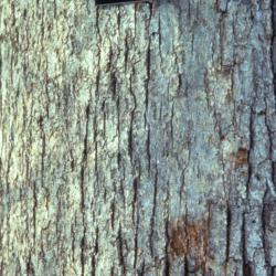 Quercus alba (white oak), bark detail with signmarker
