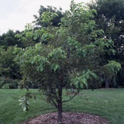 Quercus aliena (oriental white oak), habit, summer