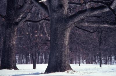 Quercus alba (white oak), large trunk, early spring