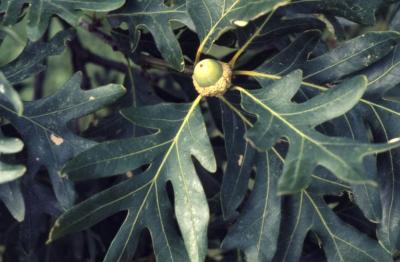 Quercus alba (white oak), acorn and leaves detail