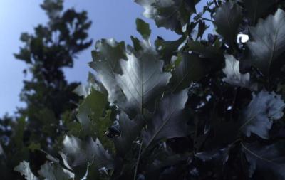 Quercus bicolor (swamp white oak), leaves detail