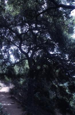Quercus agrifolia (California live oak), habit, summer