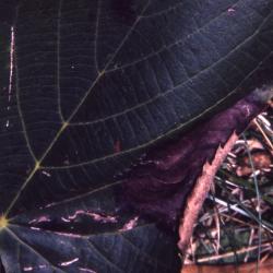 Leaf blotch on linden leaf (Tilia sp.) caused by Didymosphaeria petrakiana fungus