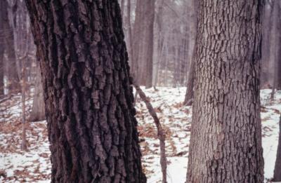 Quercus (oak), section of mature trunks