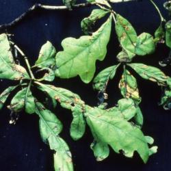 Quercus (oak), diseased leaves