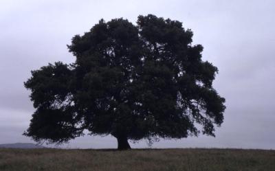 Quercus agrifolia (California live oak), habit, spring